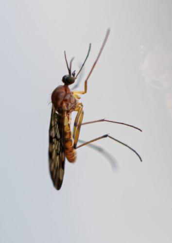 Sylvicola cinctus